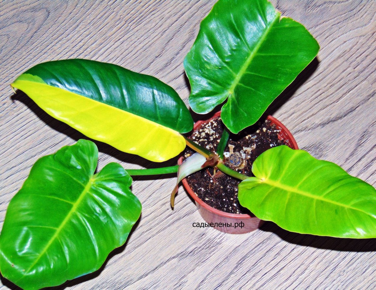 Филодендрон lo spotted