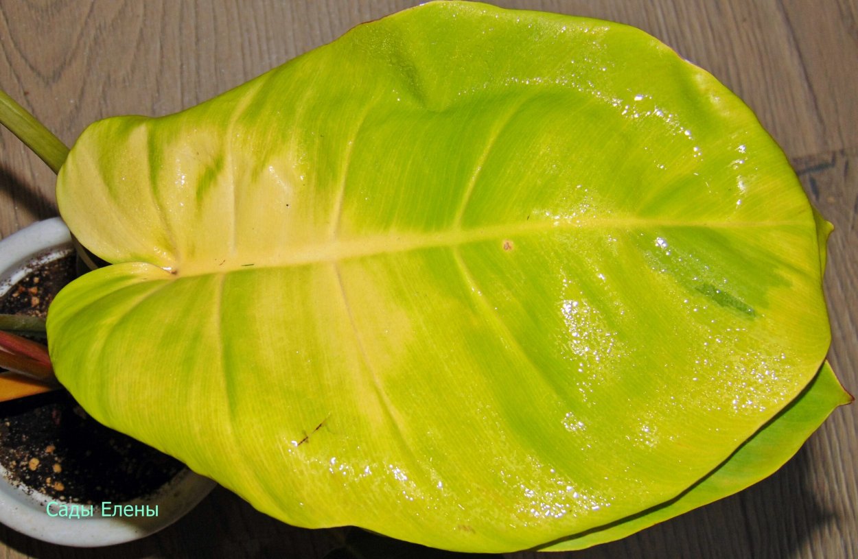 Филодендрон пин Тонг