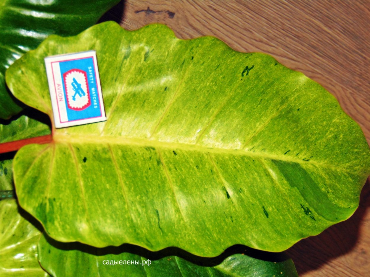 Филодендрон Джангл февер вариегатный