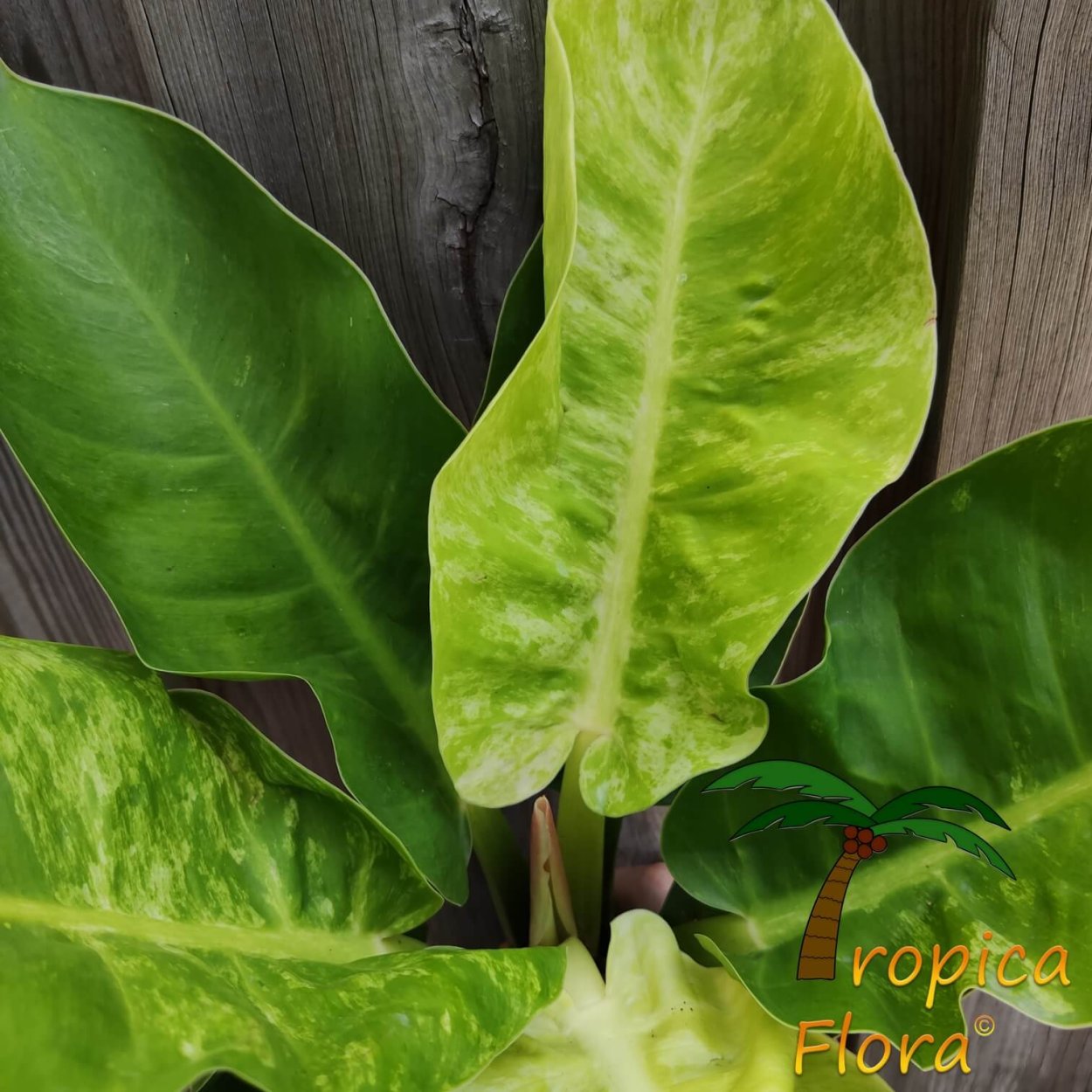 Филодендрон White Future