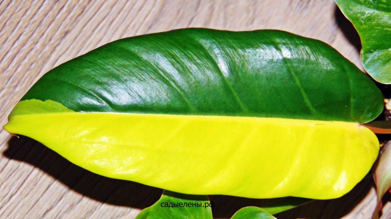 Филодендрон пин Тонг вар