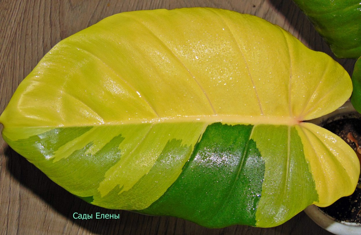 Филодендрон фжангл Вевер