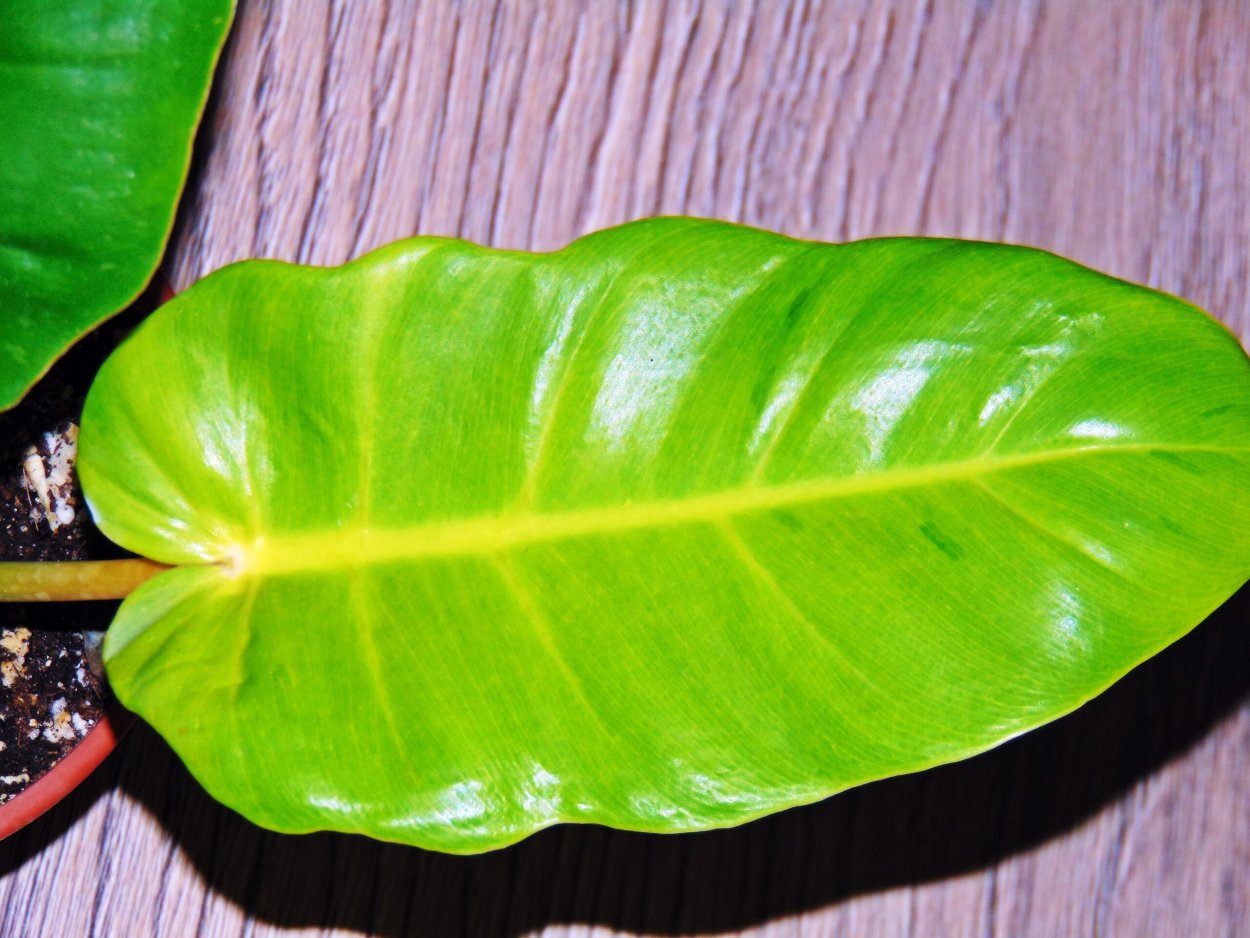 Филодендрон пин Тонг
