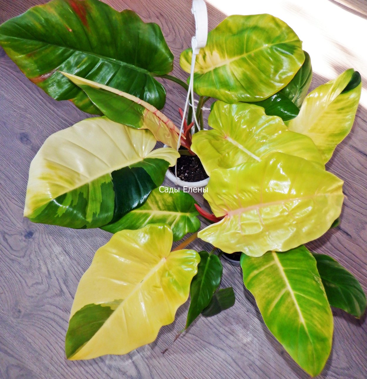 Philodendron Pin Тонг