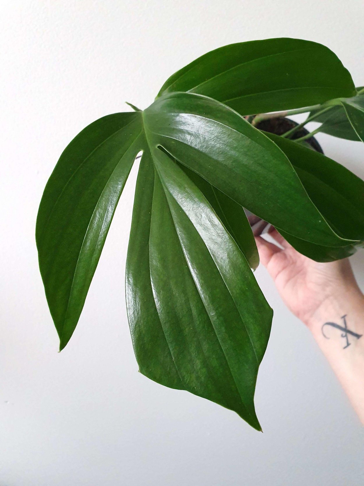 Филодендрон Кверцифолиум