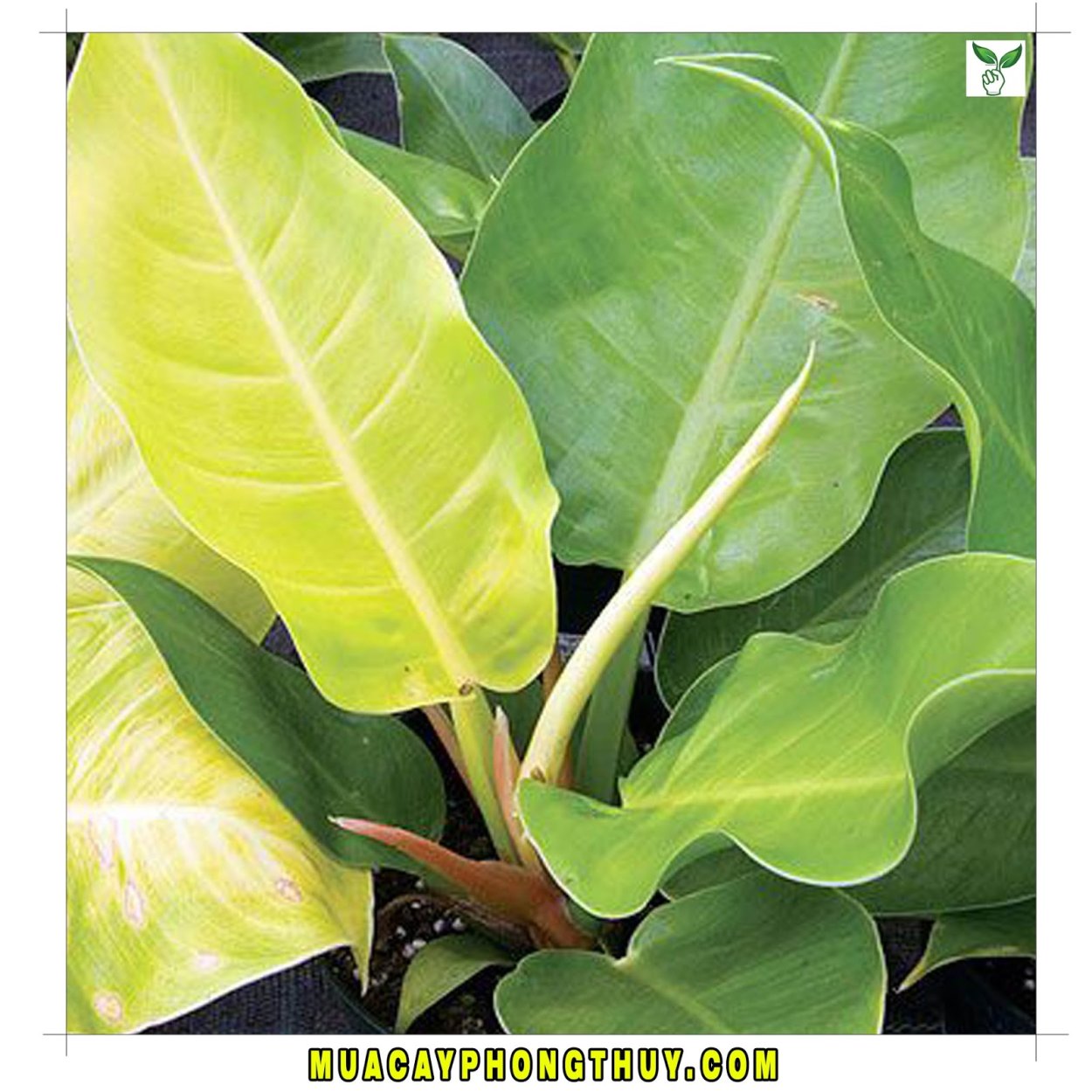 Филодендрон Конго Грин