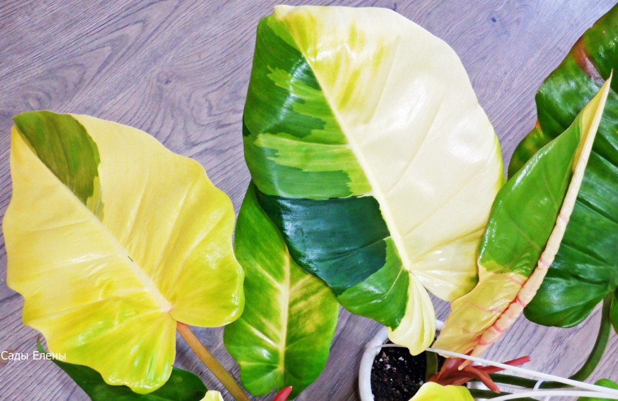 Филодендрон пин Тонг