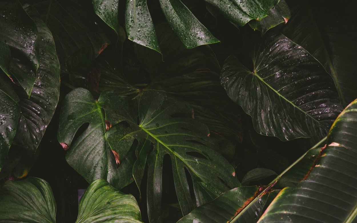 Philodendron Gloriosum Dark form/Филодендрон глориозум дарк форм