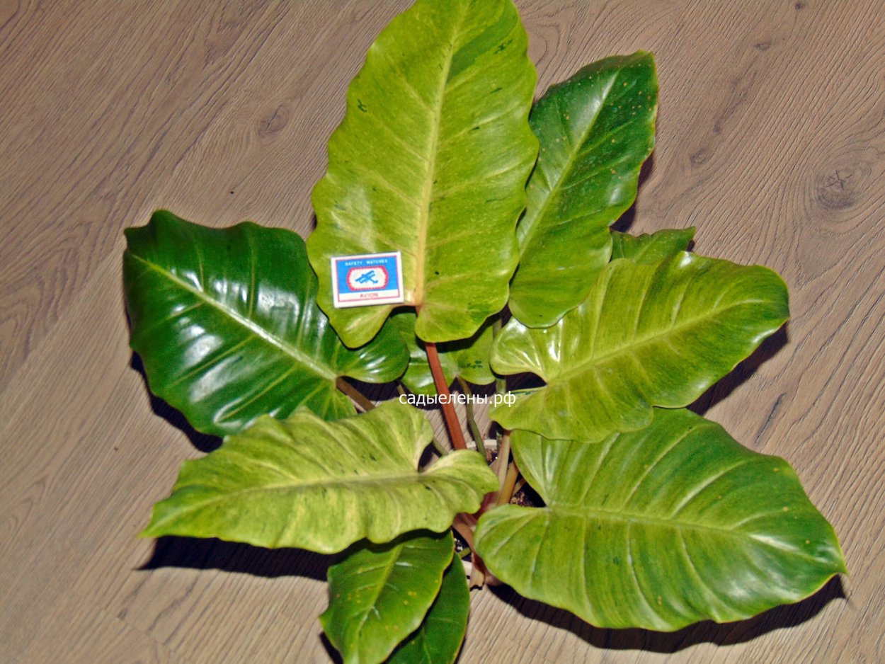 Цветок с резными листьями