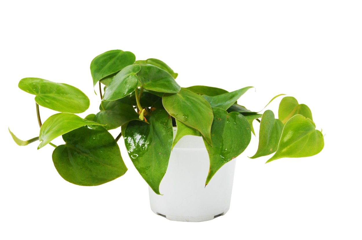 Филодендрон белый призрак