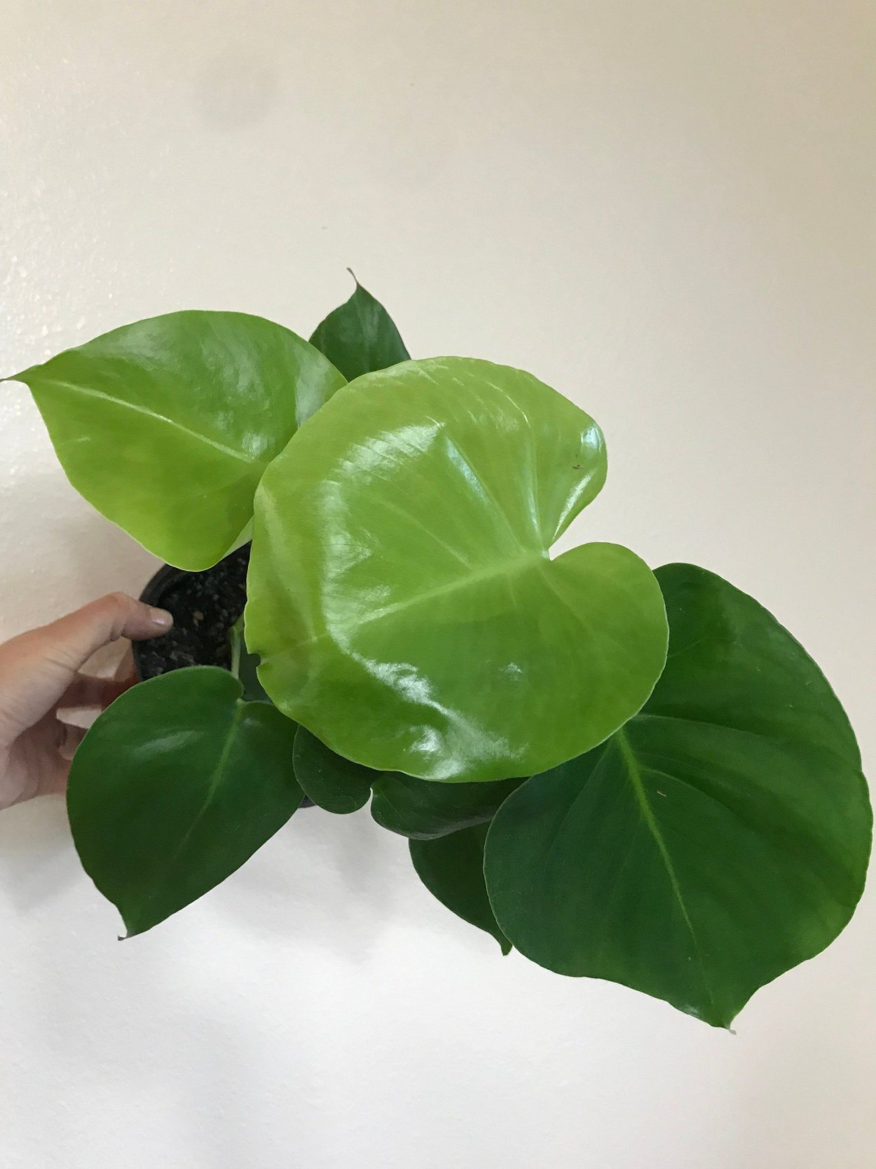 Филодендрон Cream Splash