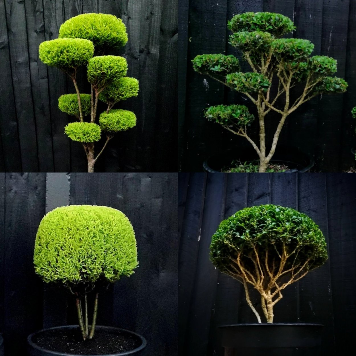 Самшит бересклет