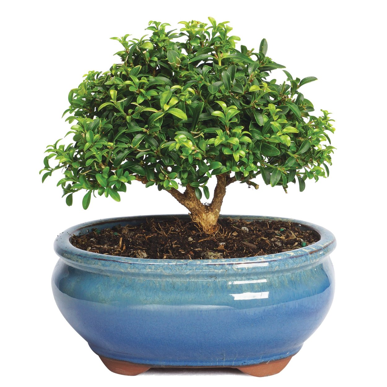 Самшит бонсай