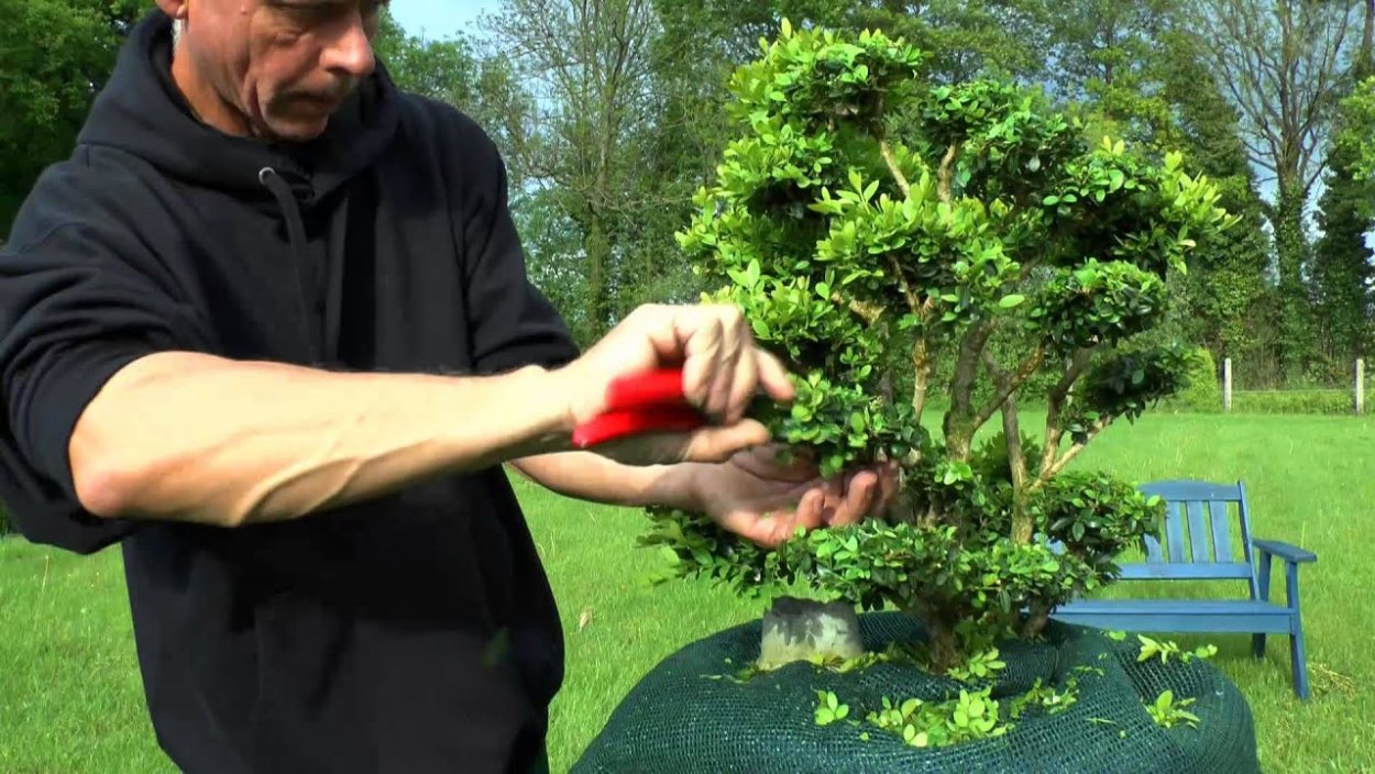 Бонсай из самшита формирование