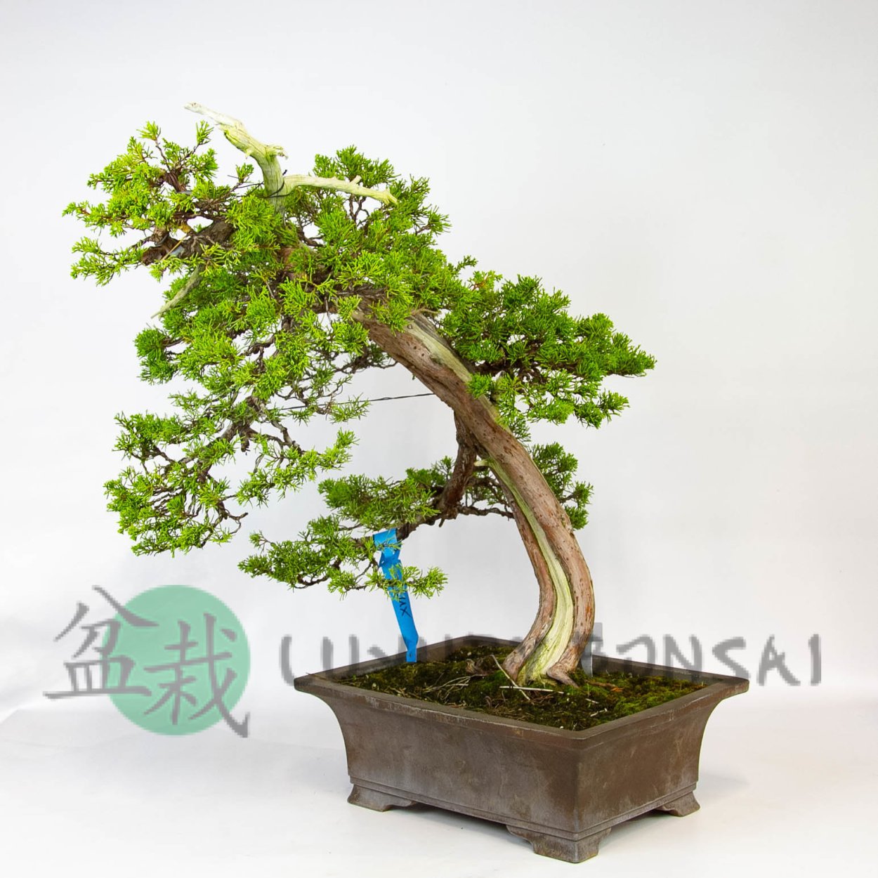 Бонсай антистресс