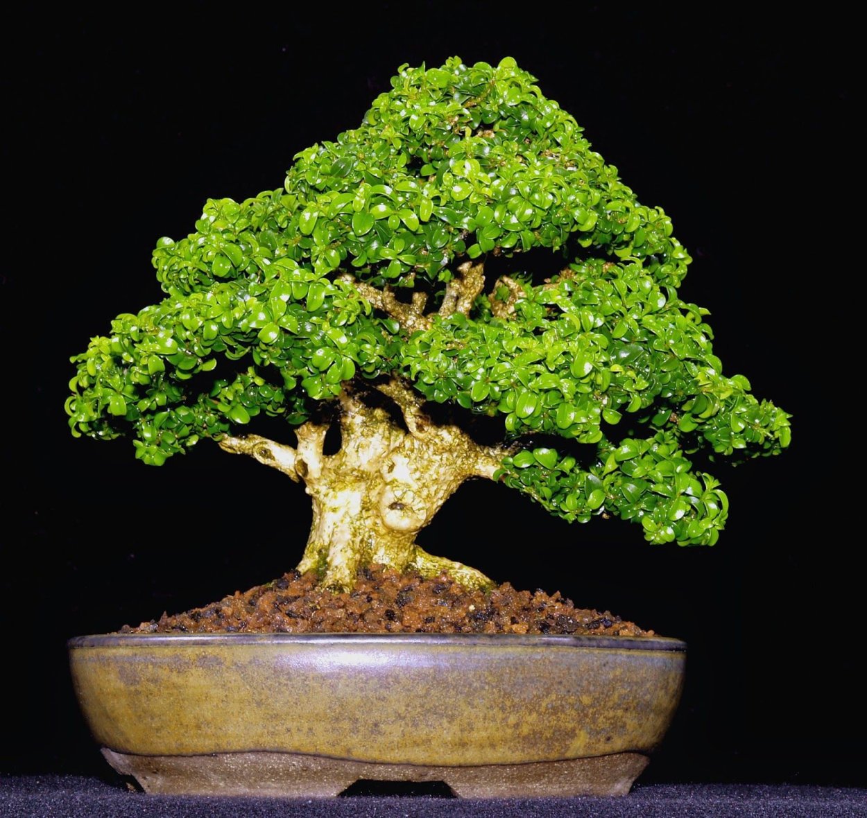 Buxus sempervirens бонсай