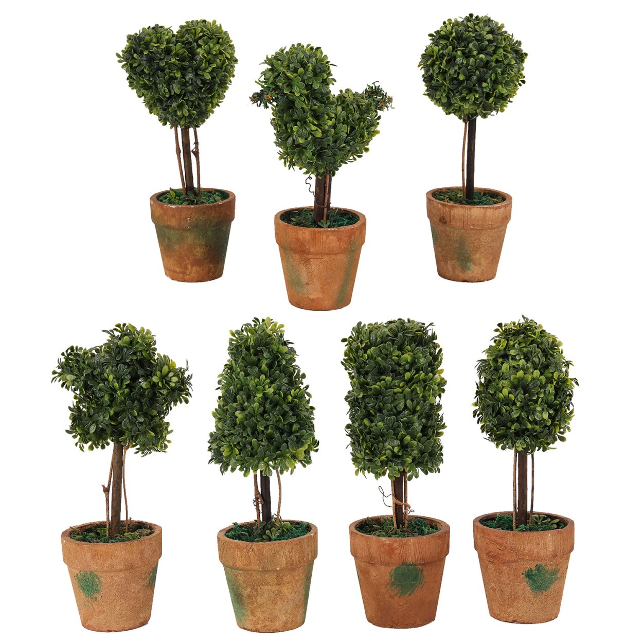 Бонсай из самшита формирование