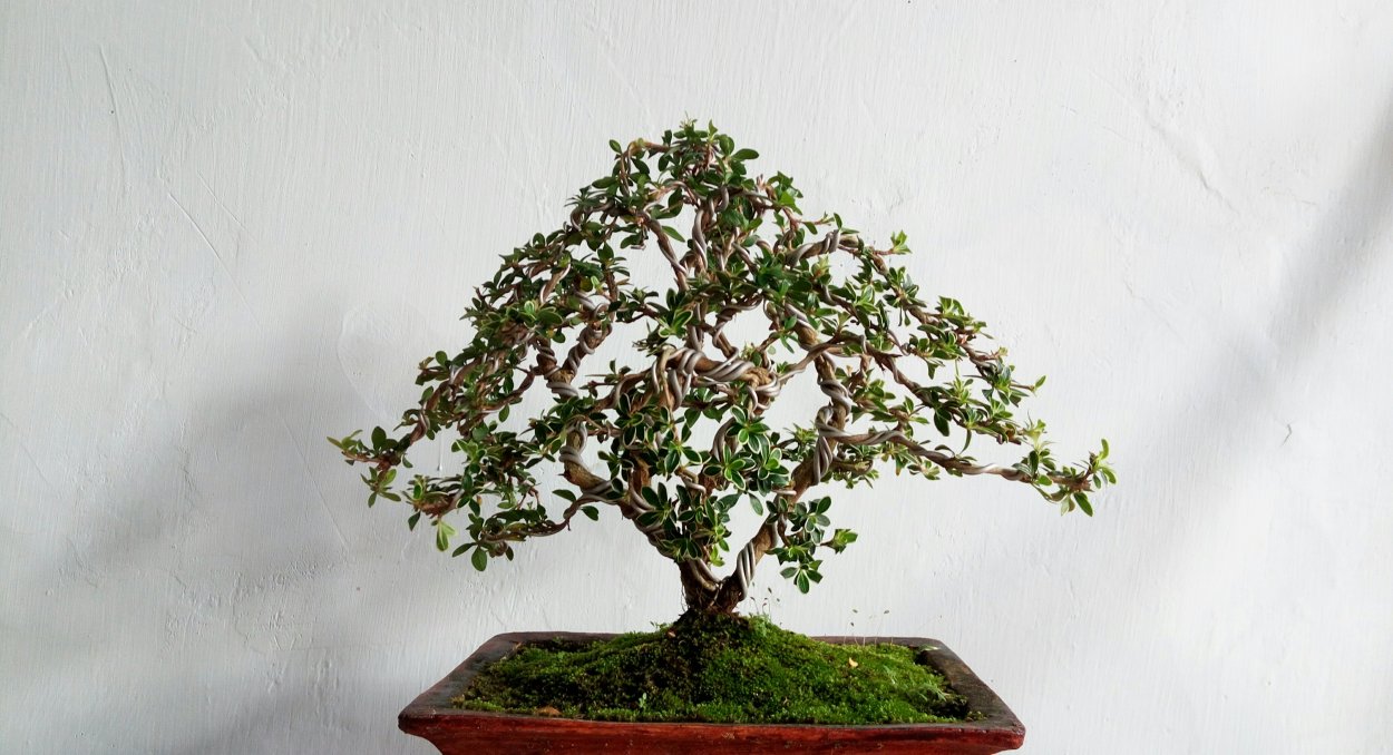Ficus Alii на штамбе 130 см
