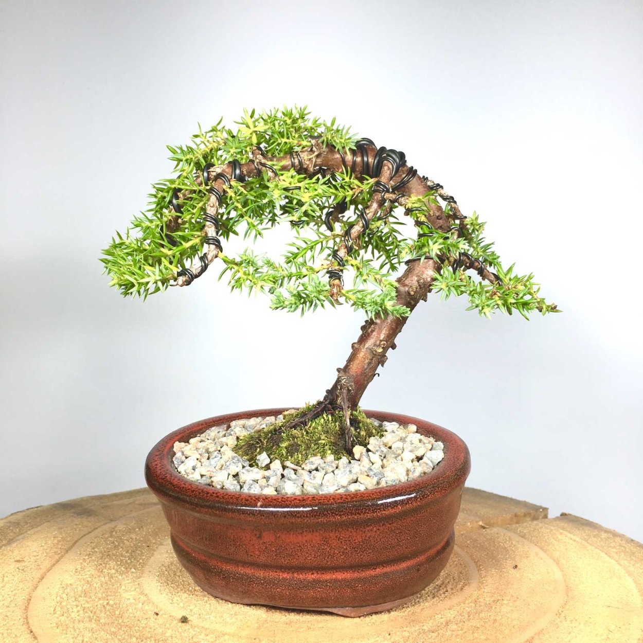 Самшит бонсай