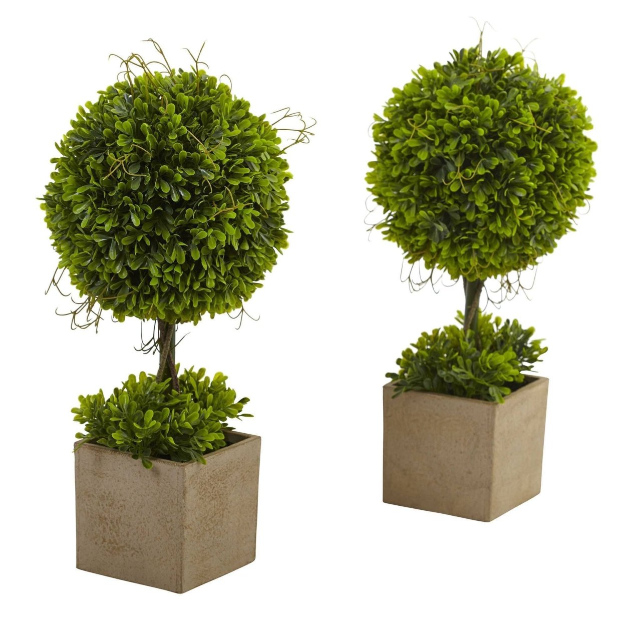 Boxwood топиари