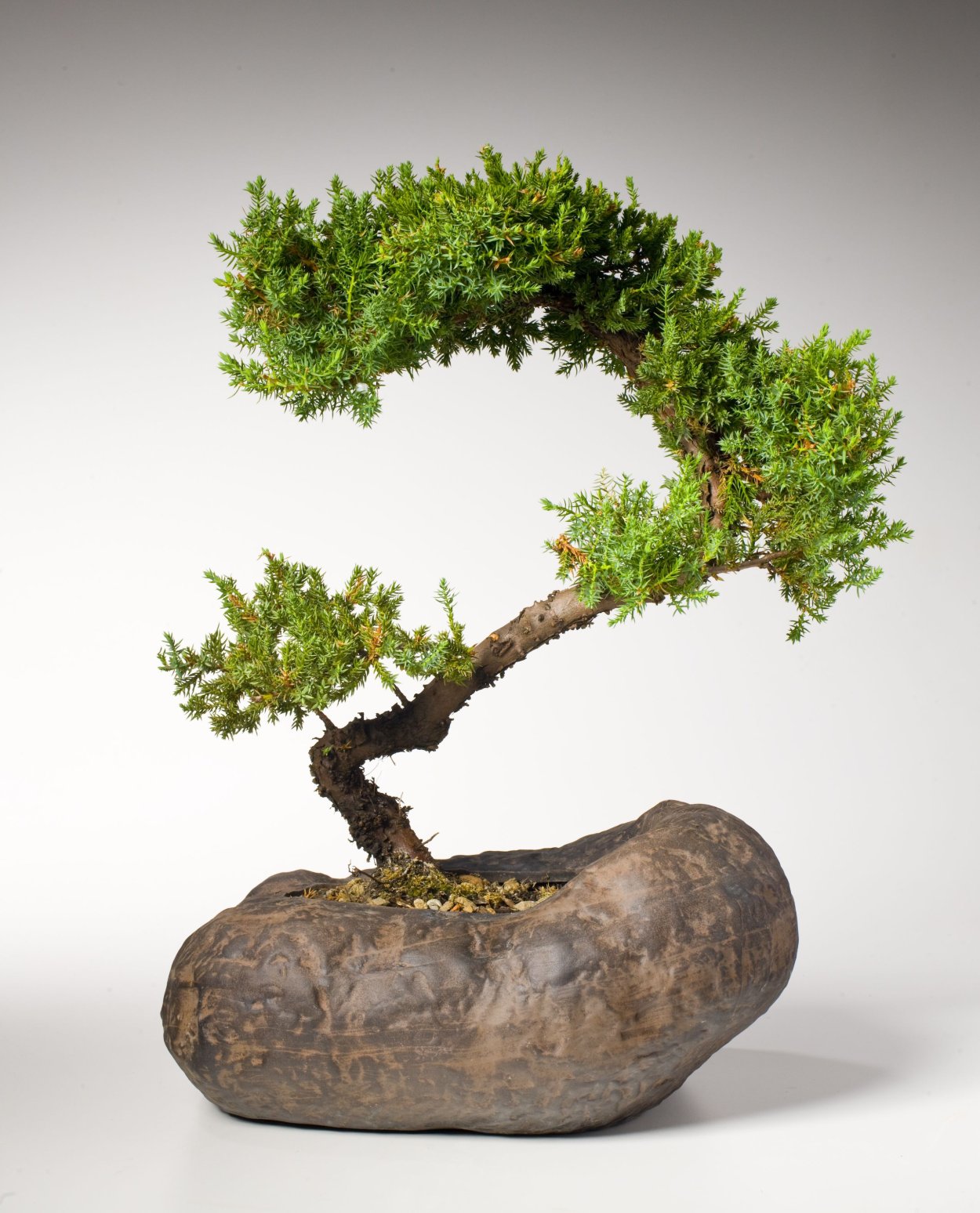 Крипт бонсай