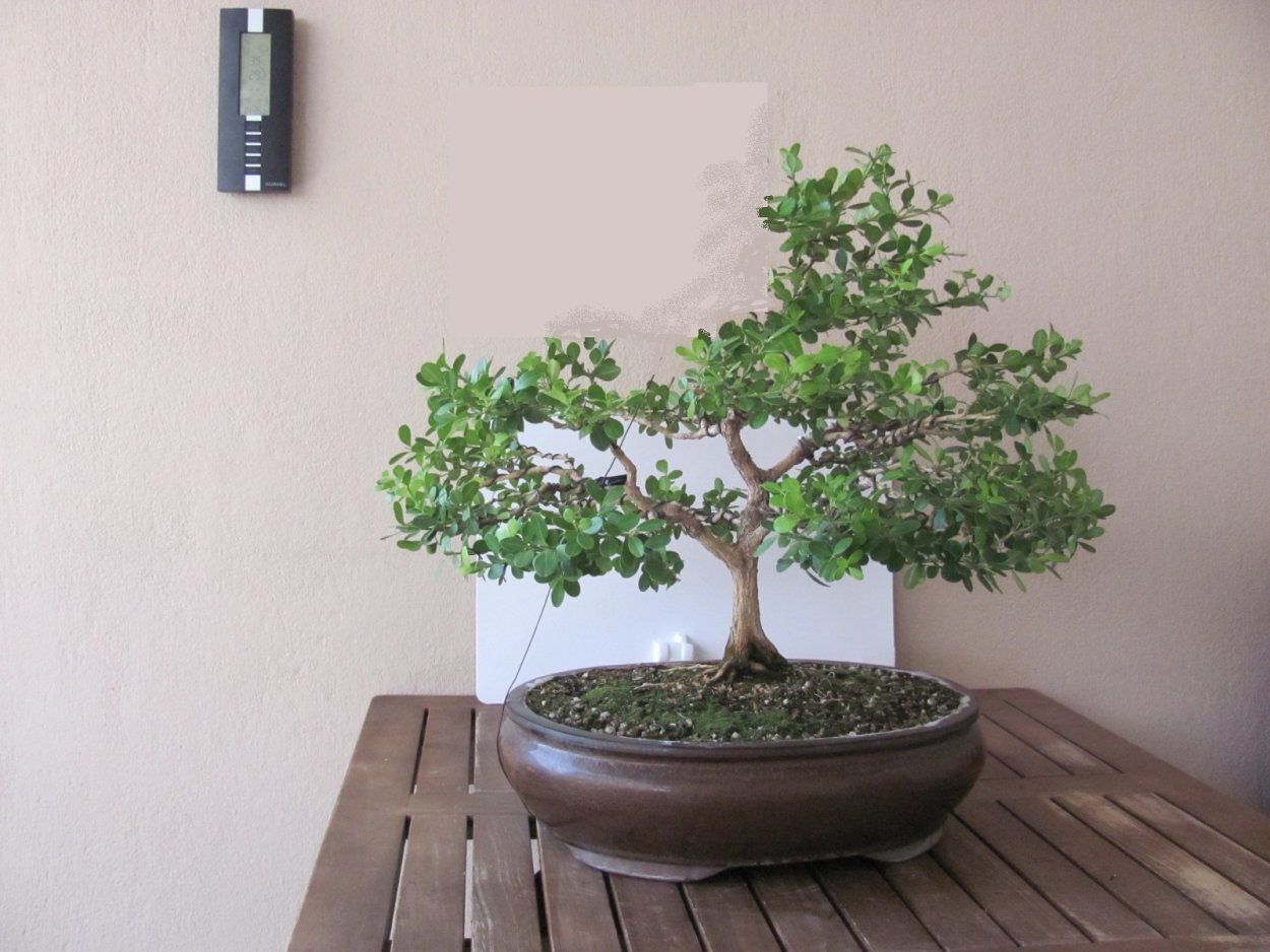 Самшит бонсай