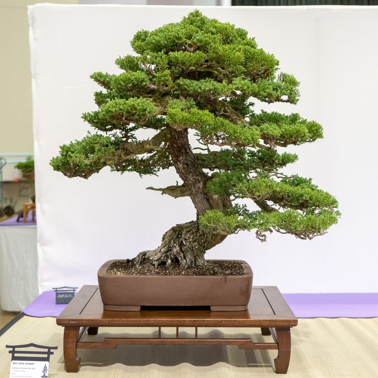 Самшит бонсай Мирт бонсай