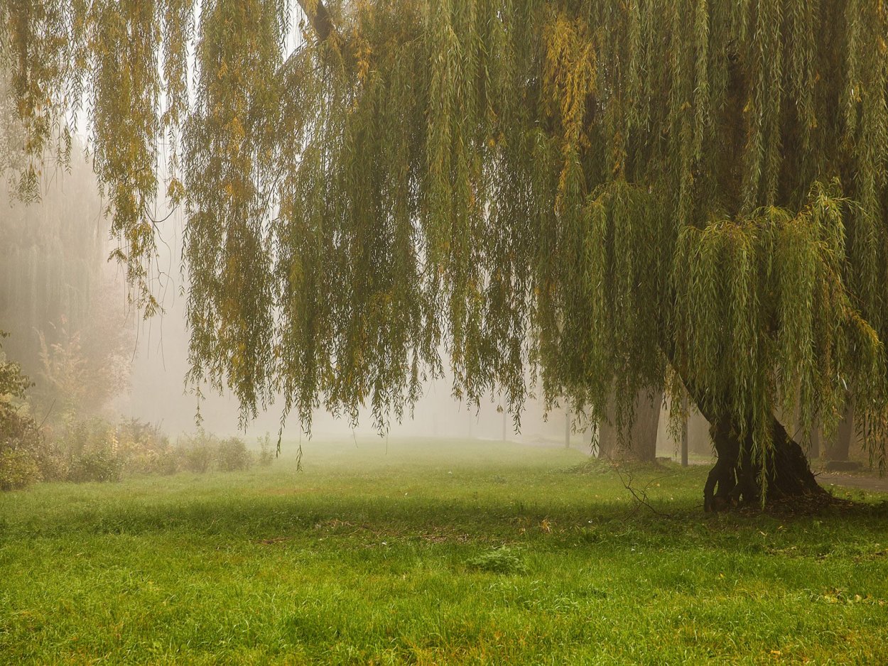 Ива Свердловская плакучая