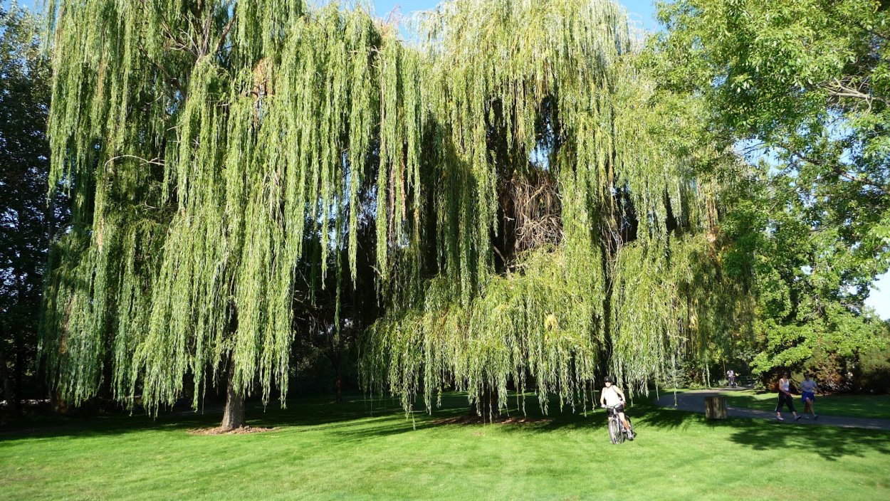 Ива американка