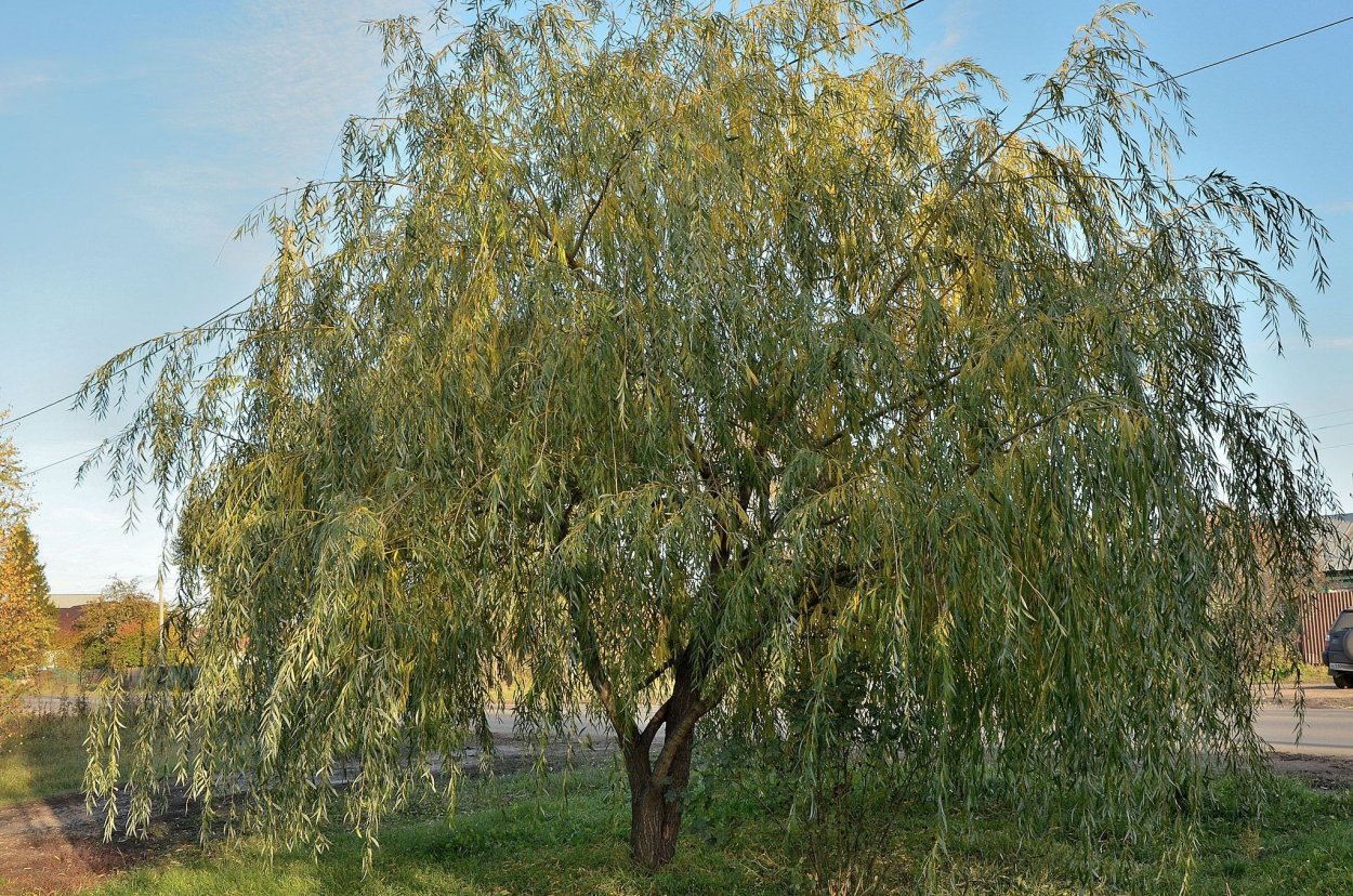 Ива желтокорая плакучая