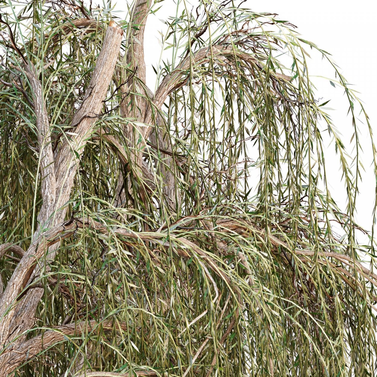 Ива плакучая семена