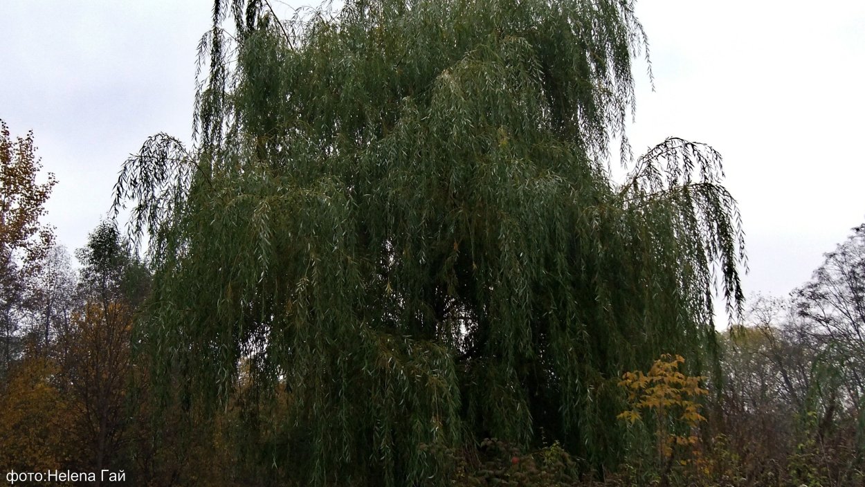 Плакучая Ива темное