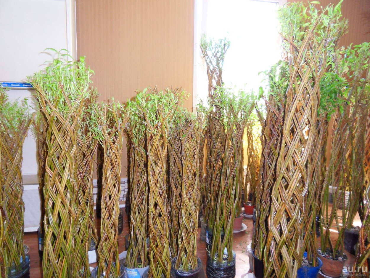 Плакучая Ива Пальма