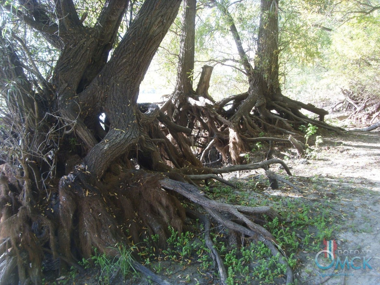 Корни плакучей ивы