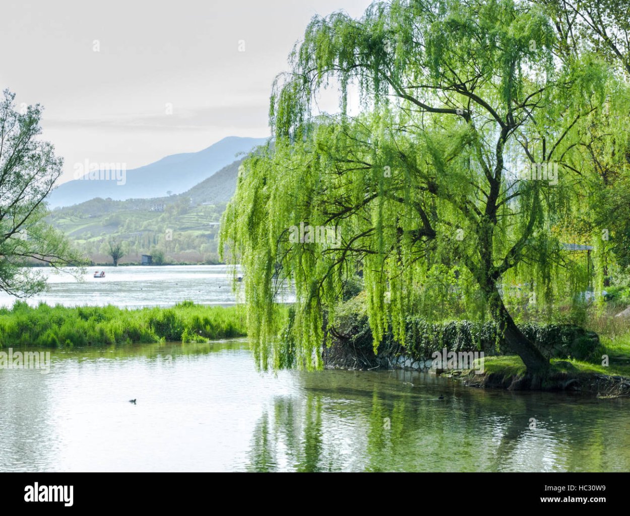 Ива дерево Эрзи заповедник