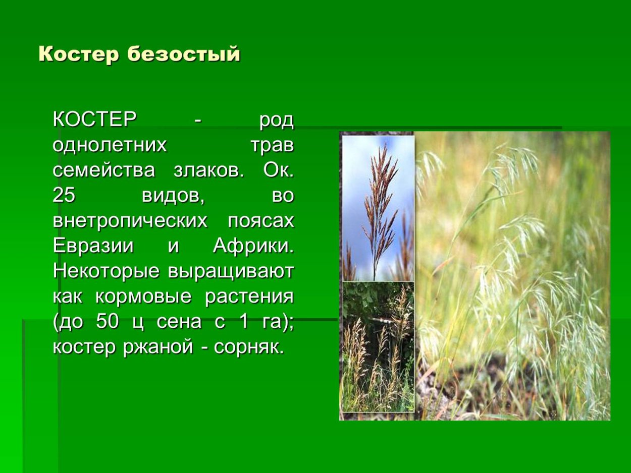 Мятлик Луговой сорняк