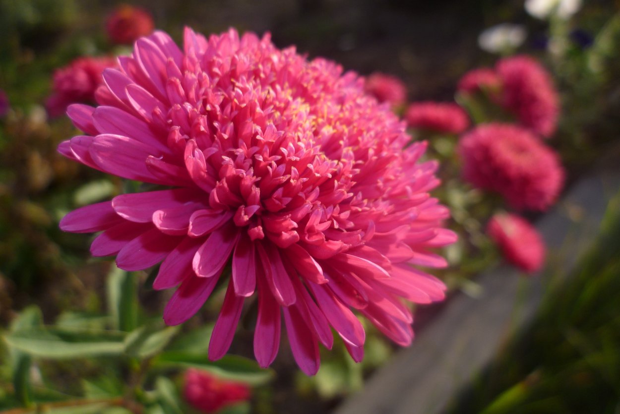 Астра Сидония розовая