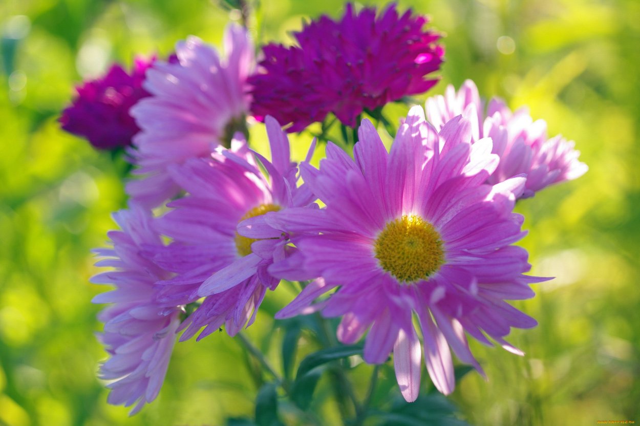 Полевые цветы в сентябре