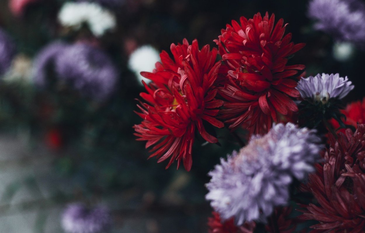 Астры луковичные