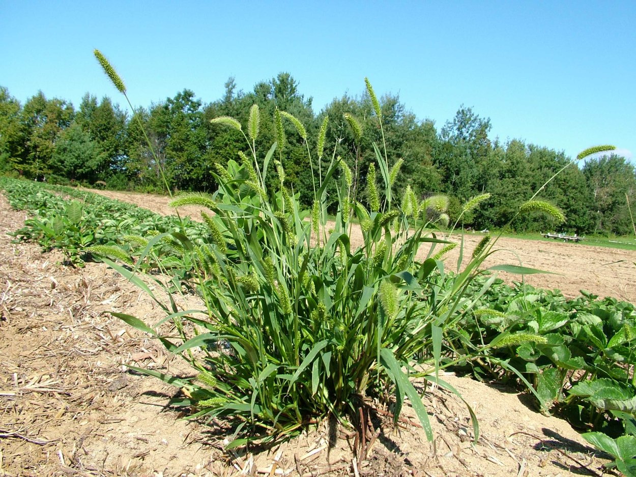 Сетария щетинник