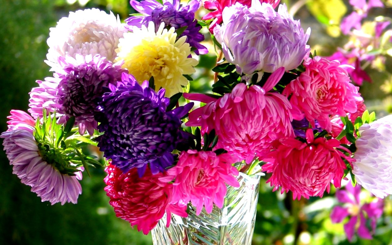 Букет махровых астр