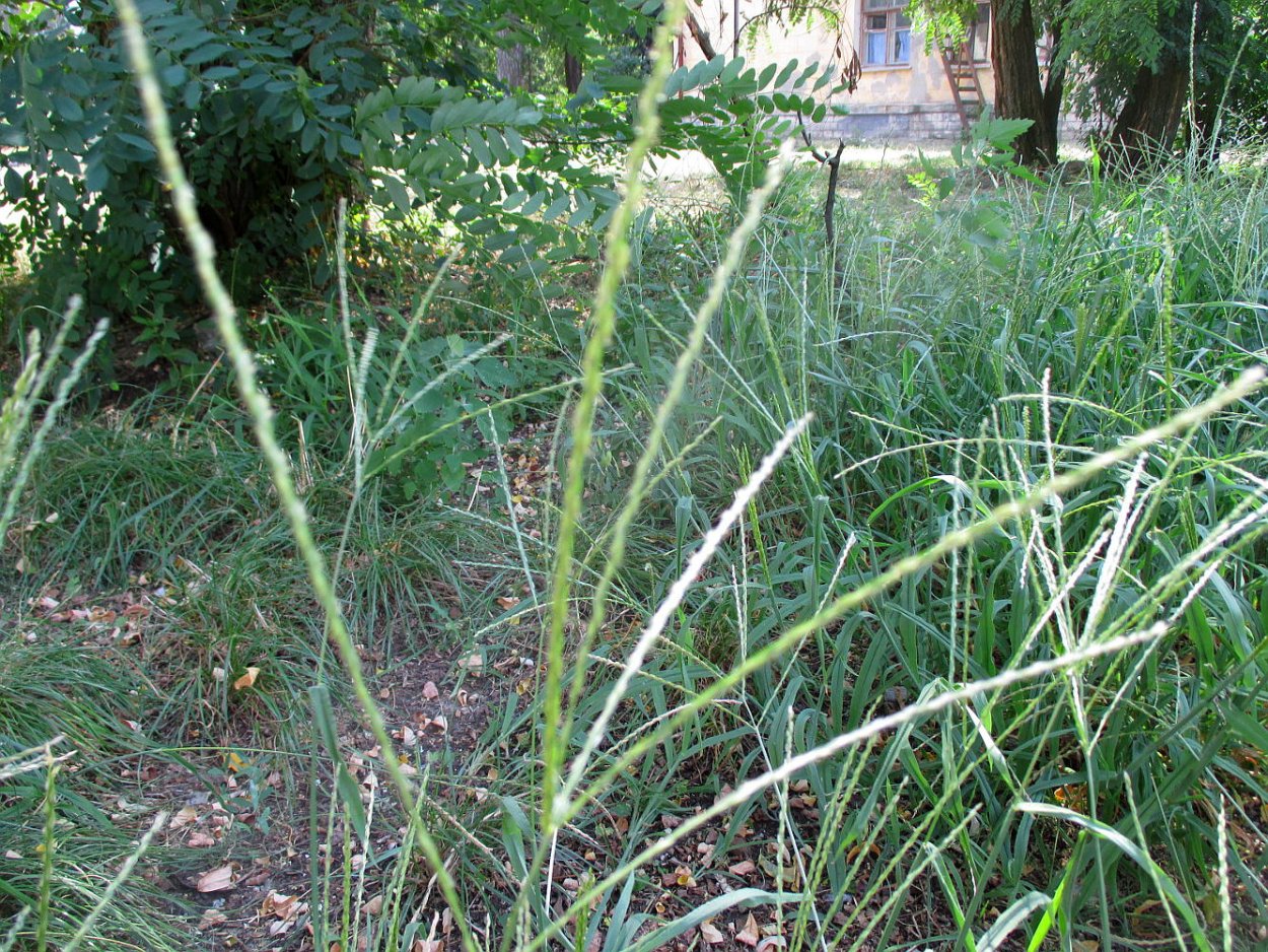 Кострец безостый семена