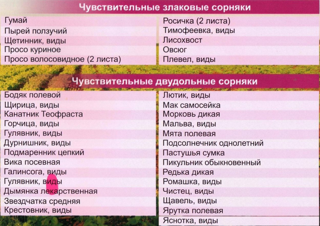 Вероника сорняк двудольные