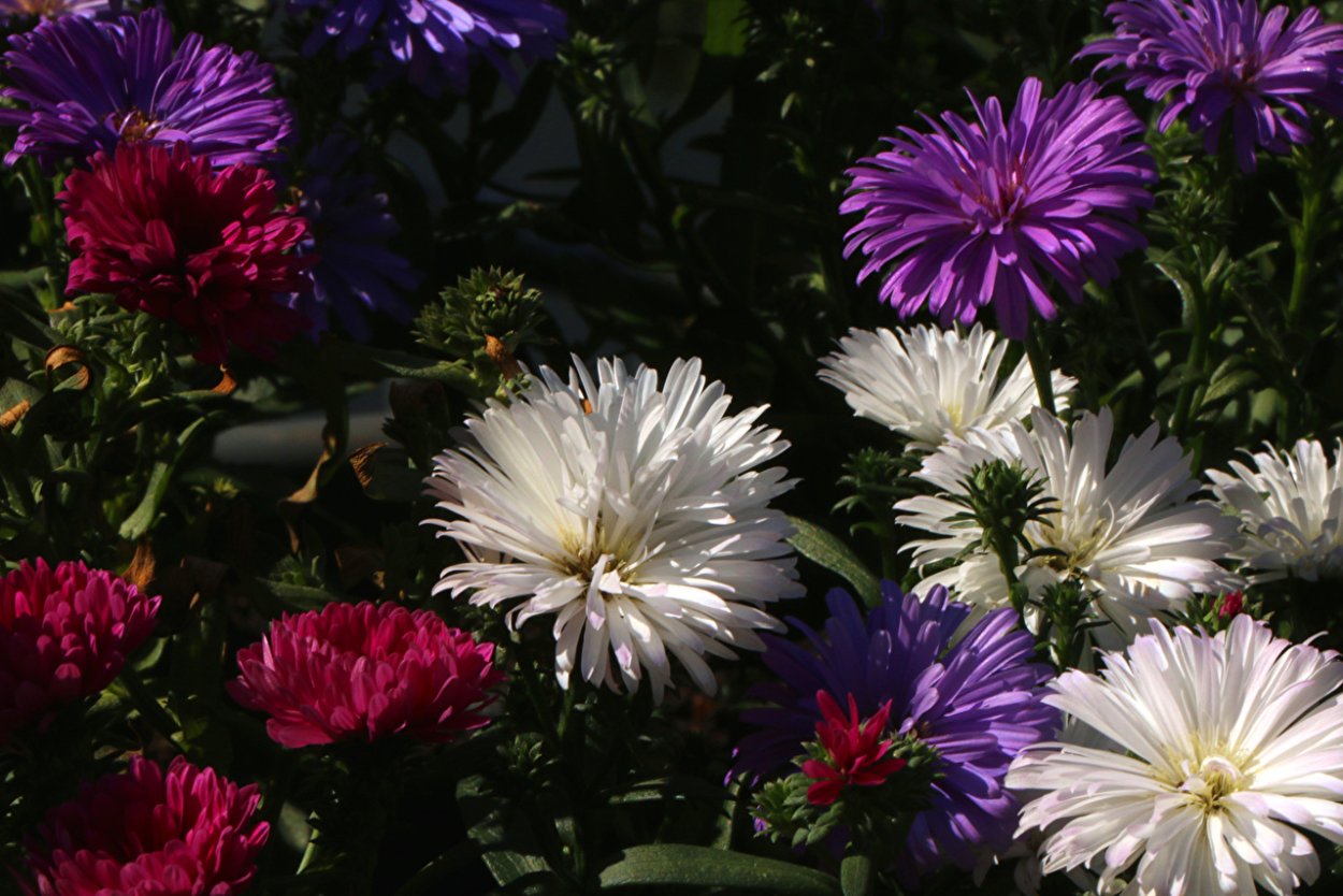 Астра (бот.)