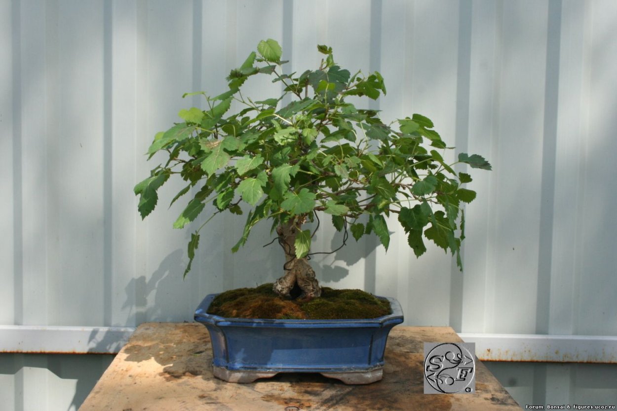 Тутовник бонсай