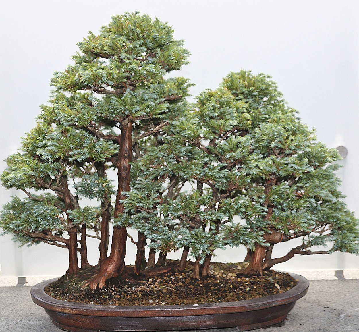 Бонсай из шелковицы