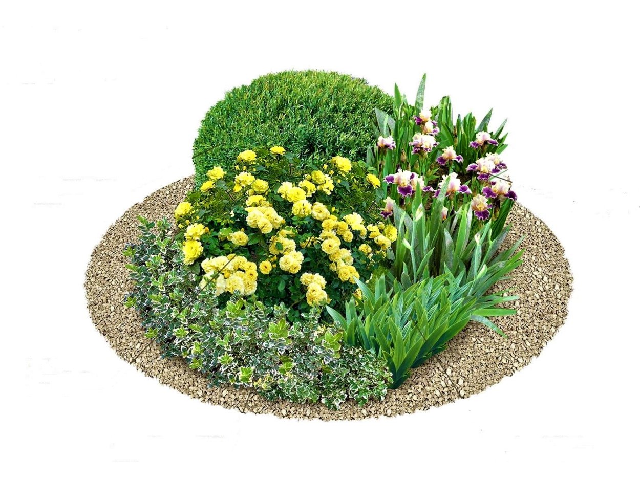 Схема миксбордера непрерывного цветения