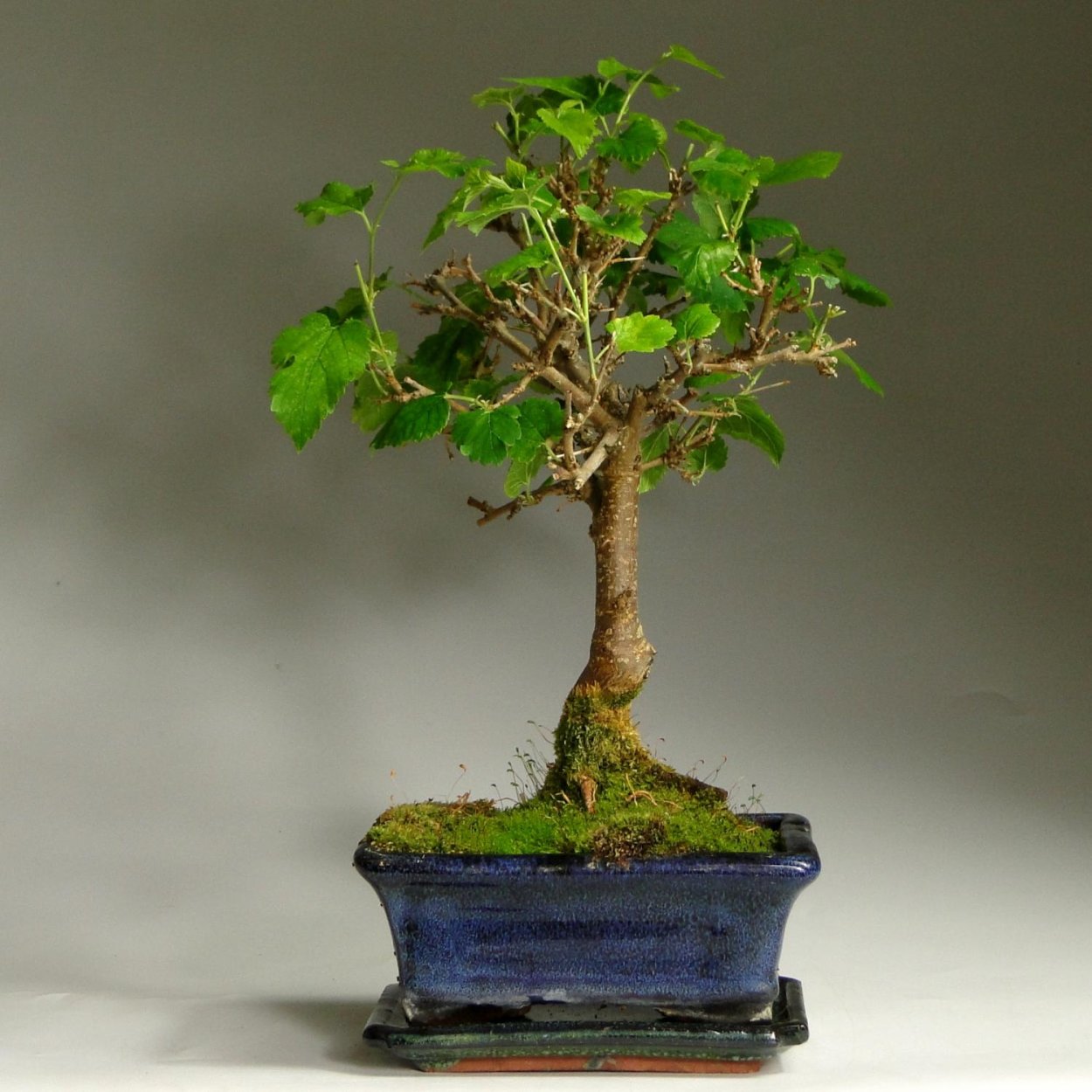 Японский бук бонсай