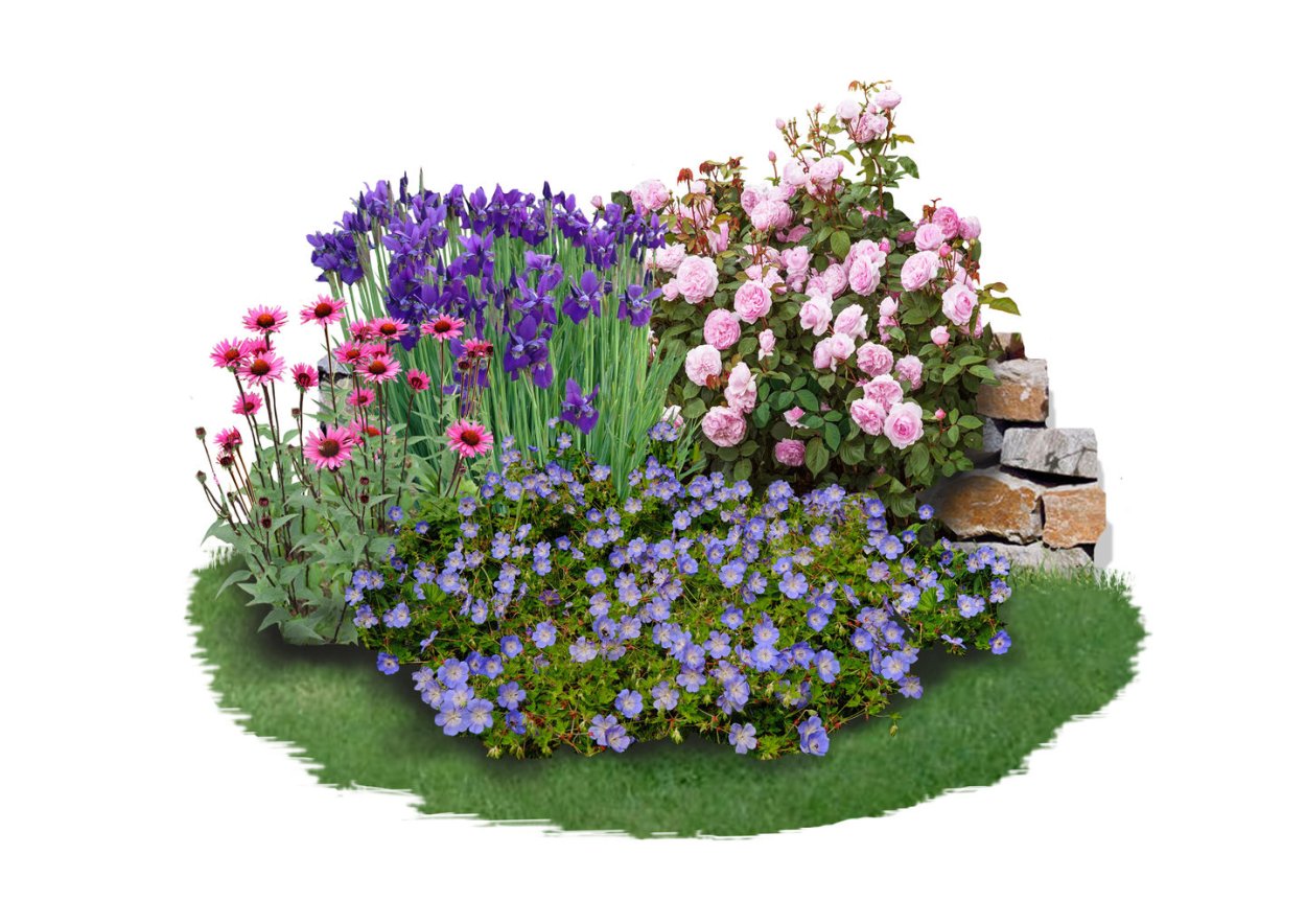 Теневой миксбордер можжевельником