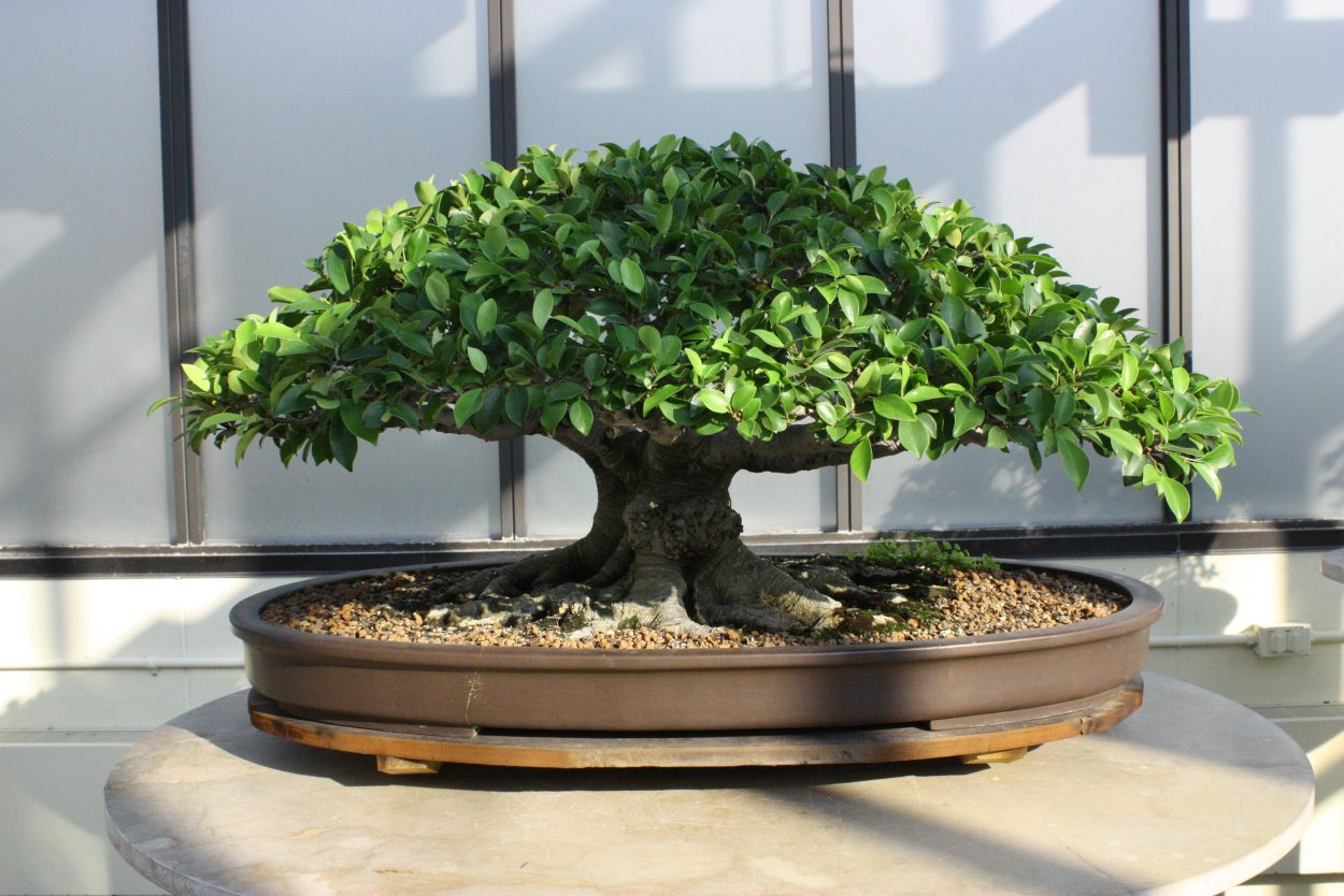 Шелковица бонсай Silver Fox